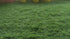 Copy of 55mm High Density Artificial Turf Mat / Grass Carpet Mat - (6.5ft x 11ft)