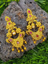 Gold plated Temple design Jhumka Earrings