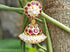 Premium Beli muda earring south india traditional one gram gold plated
